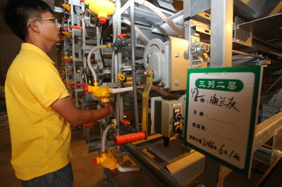 廣東綠楊農業1000萬羽蛋雞自動化養殖場投產
